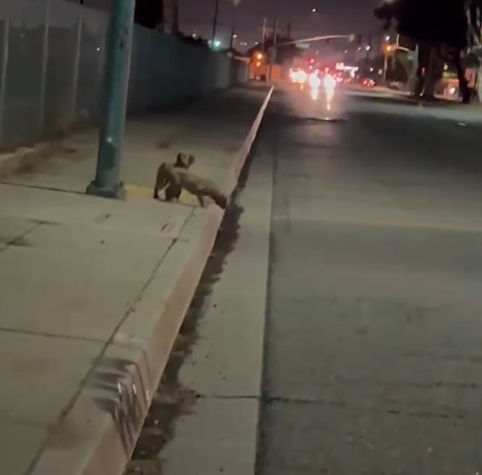 puppies on the sidewalk at night