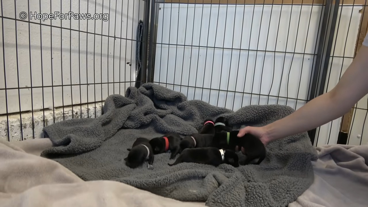 puppies placed on a gray blanket