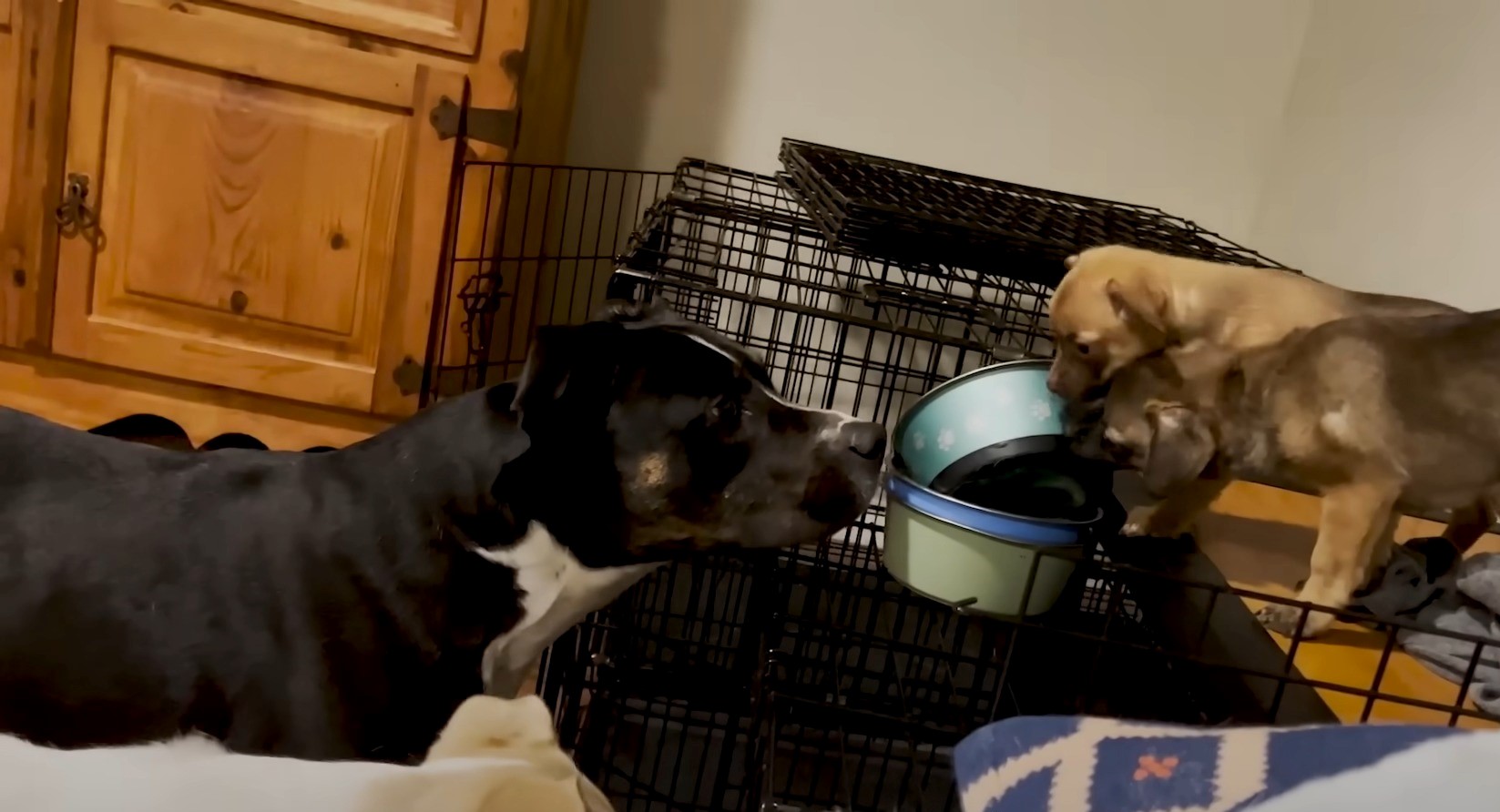 puppies playing with bowl and mom looking at them