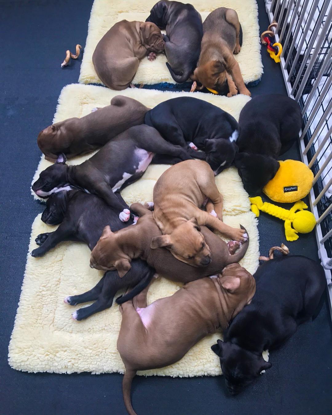 12 puppies sleeping