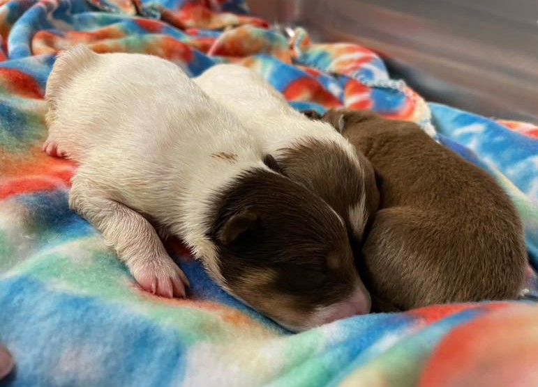 puppies sleeping on colorful blanket