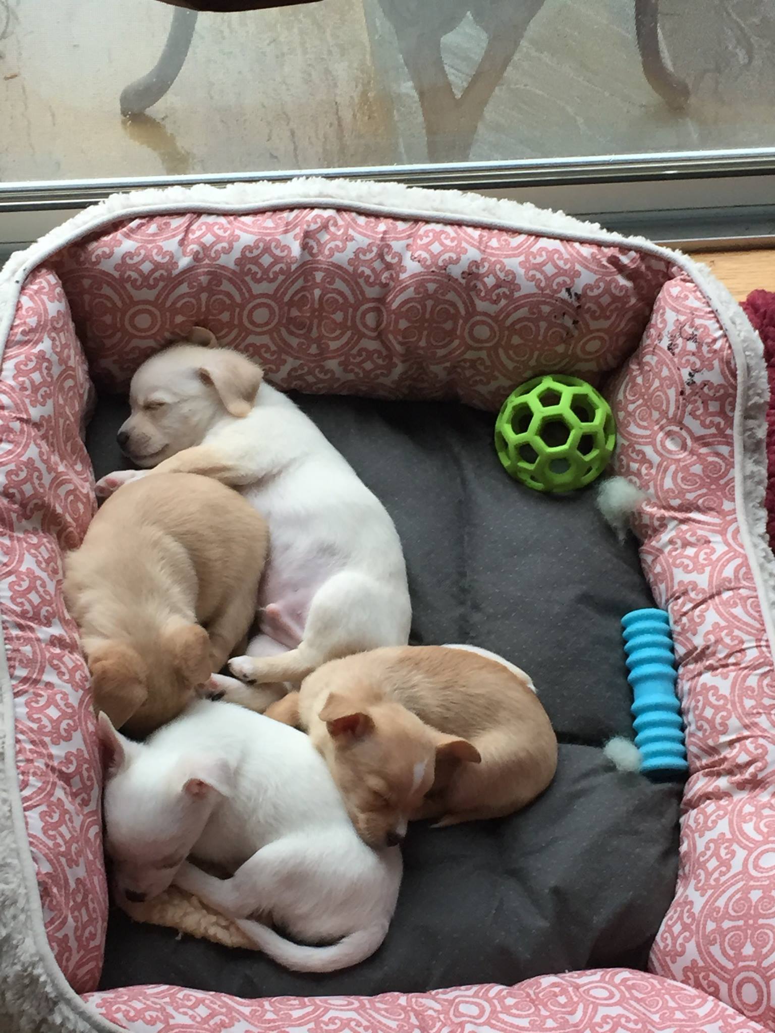 puppies sleeping together