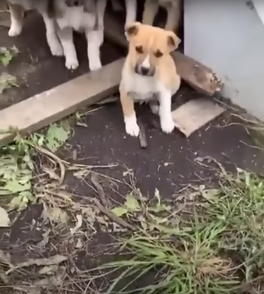 puppies waiting for mom