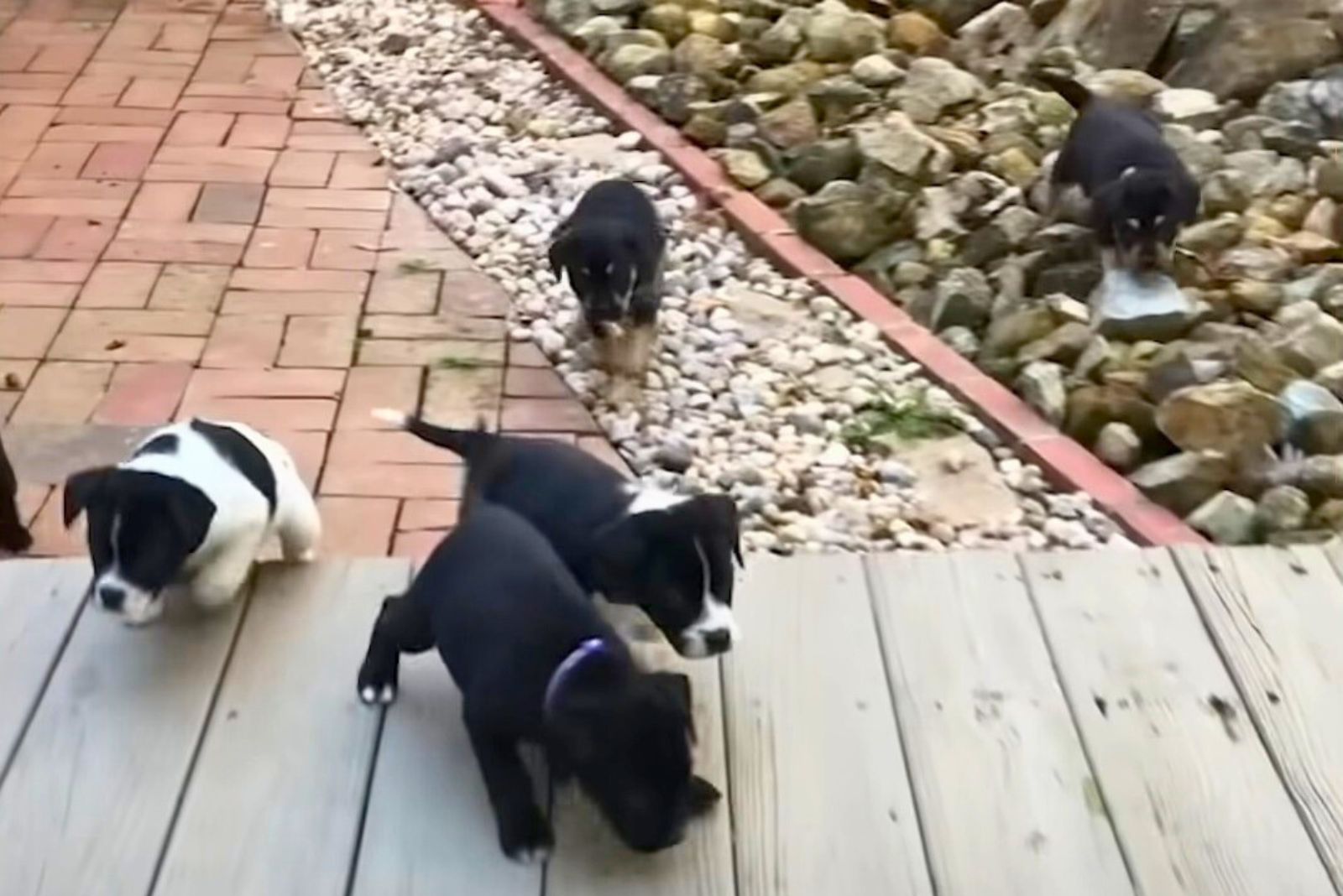 puppies walking around