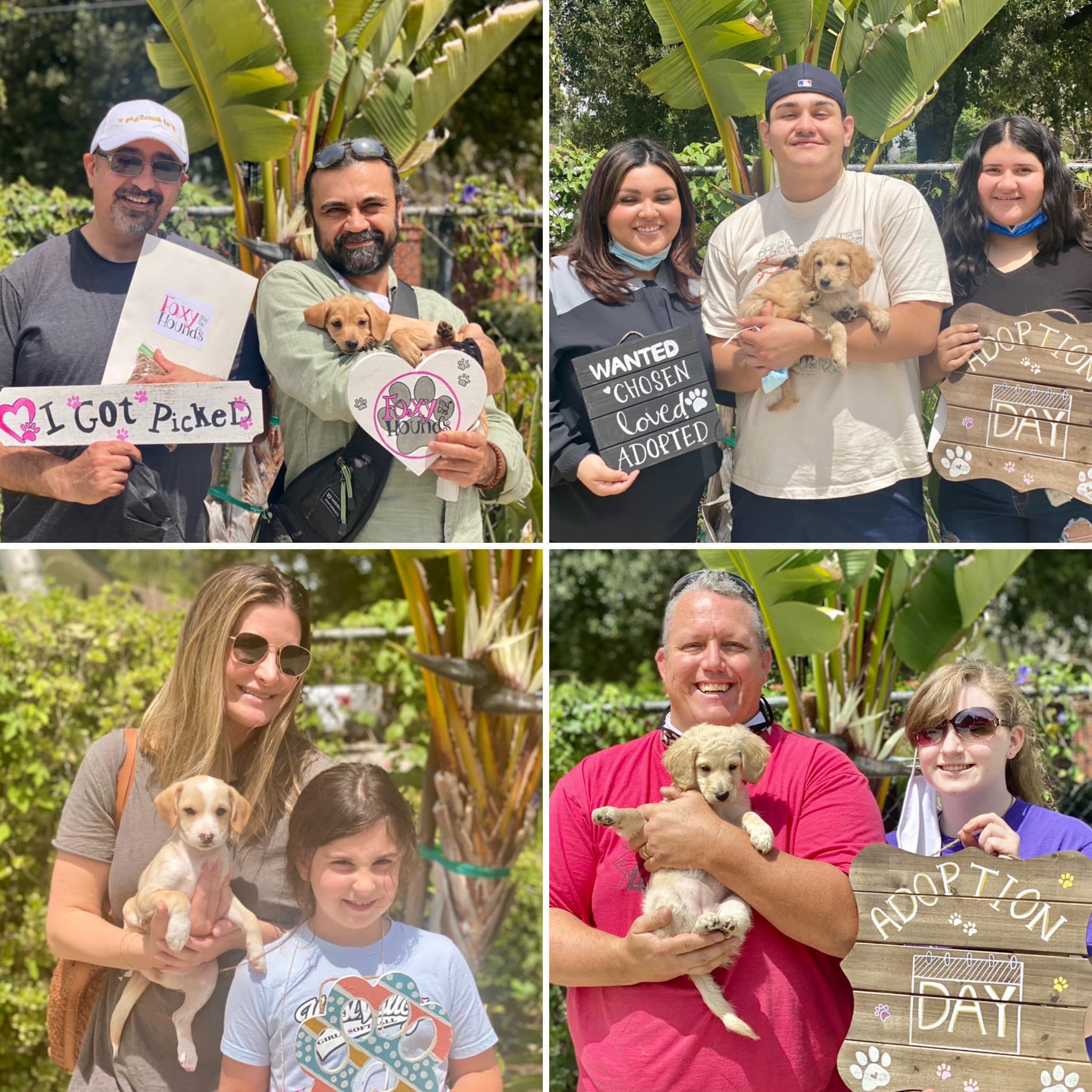 adopted puppies with their new families