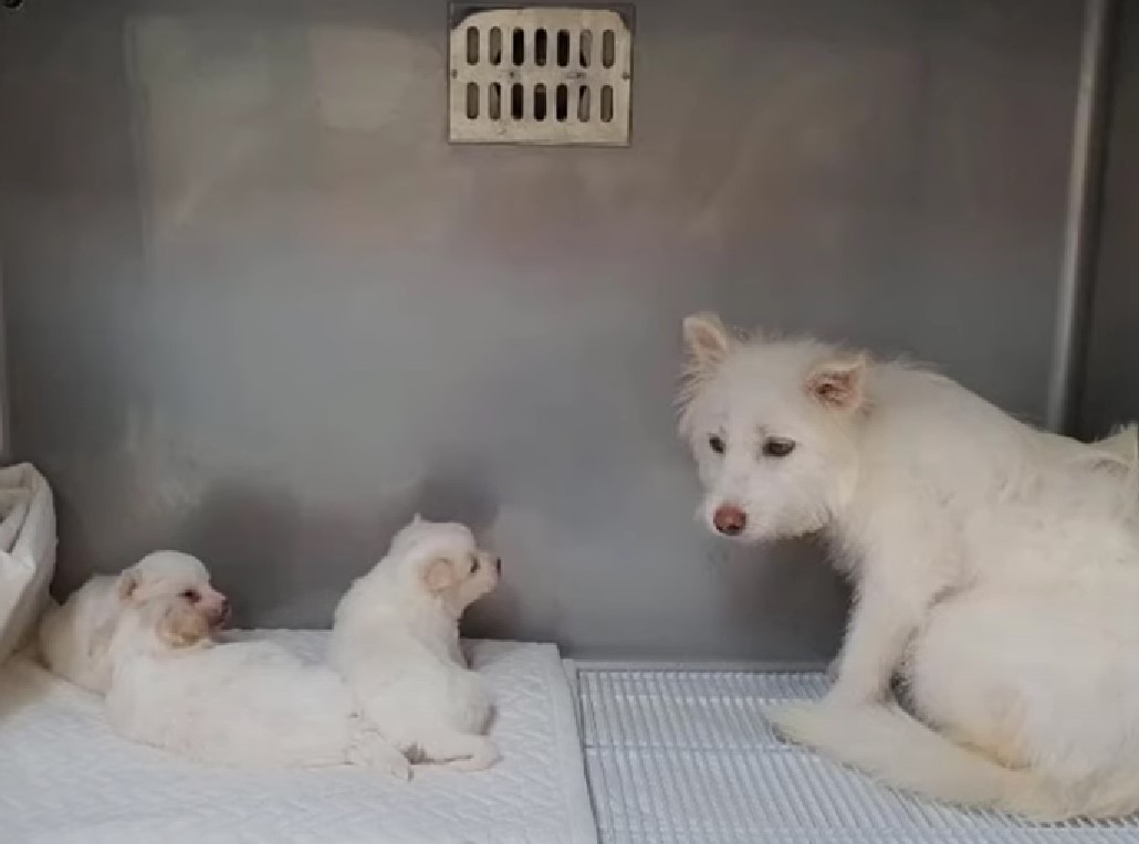 pupppies lying next to mom dog