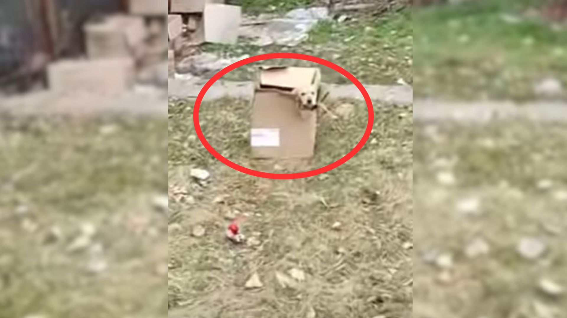 Puppy Abandoned At A Construction Site Was Crying His Heart Out, Begging Somebody To Save Him