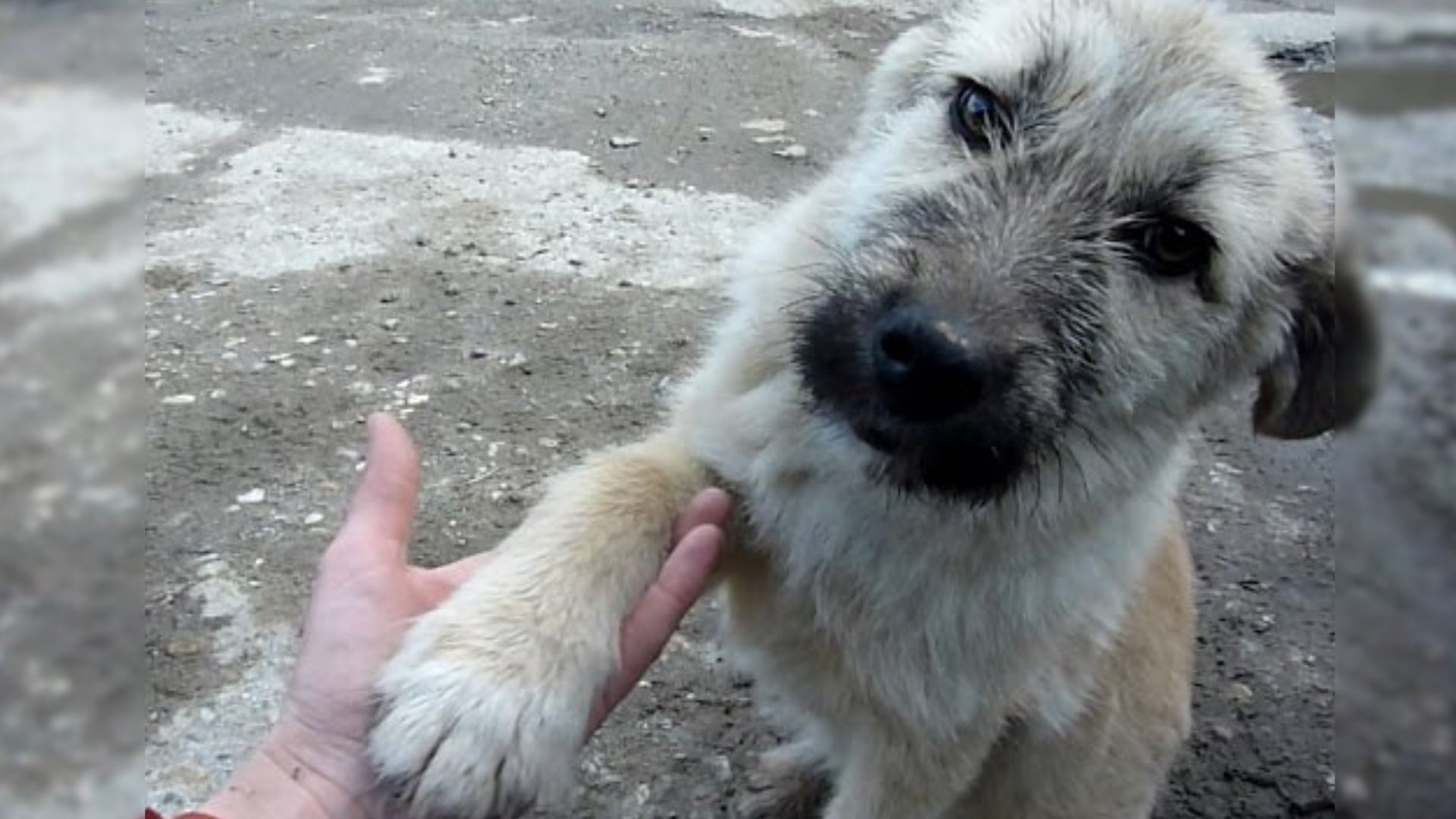 A Sweet Puppy Shaked His Savior’s Hand After A Successful Rescue