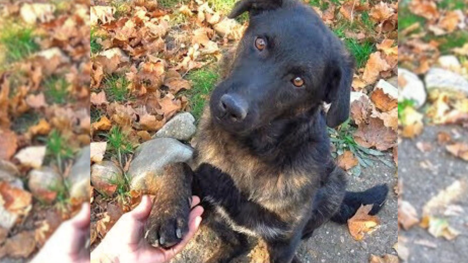 This Abandoned Puppy Left Near A Road Begged His Rescuer To Adopt Him By Holding His Hand