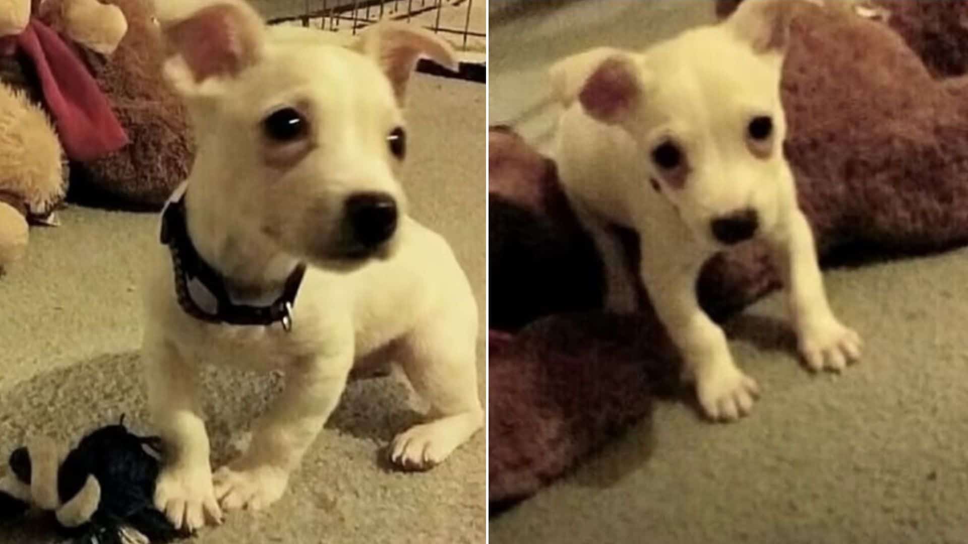 Puppy Adopted Successfully After Previous Owner Threatened To Drown Him