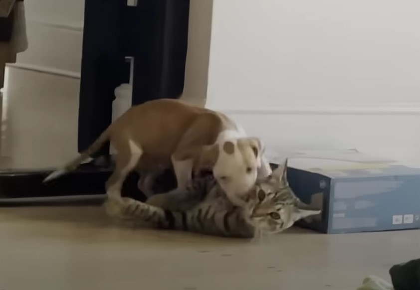 puppy and cat playing