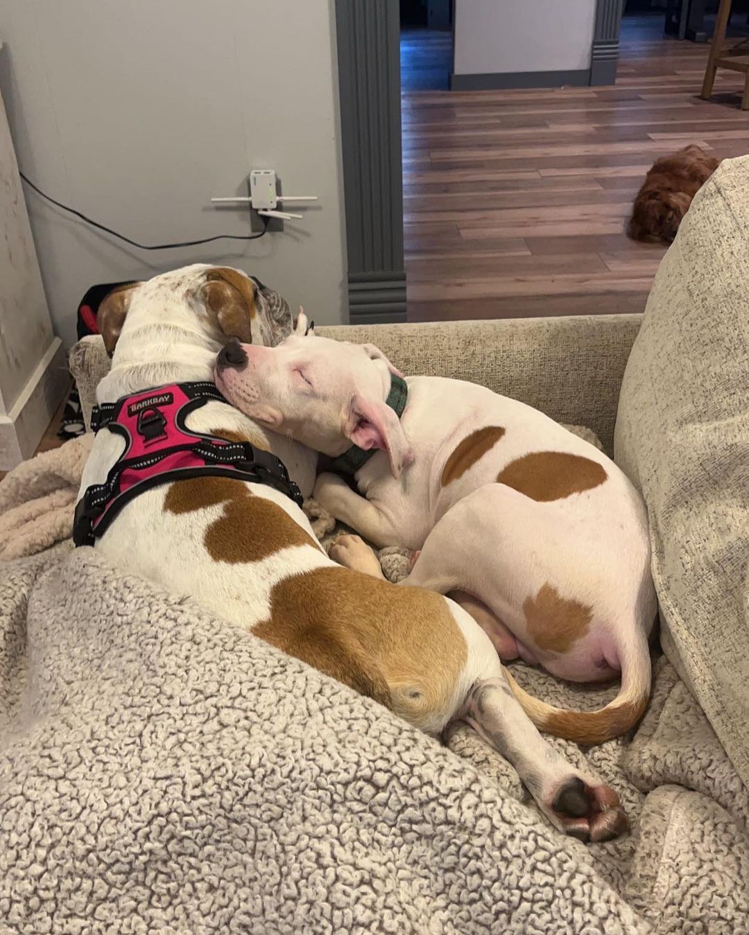 puppy and dog lying on couch