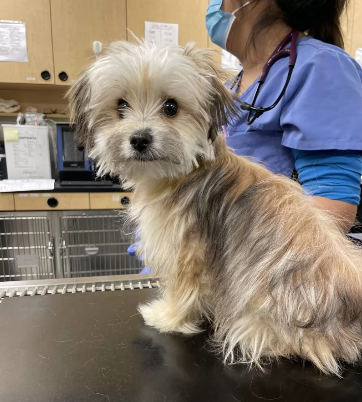 puppy at vet's office