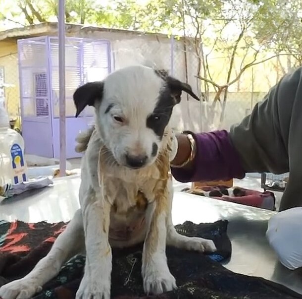 puppy being examined