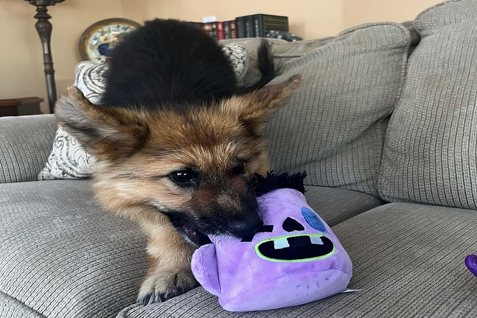puppy biting a toy