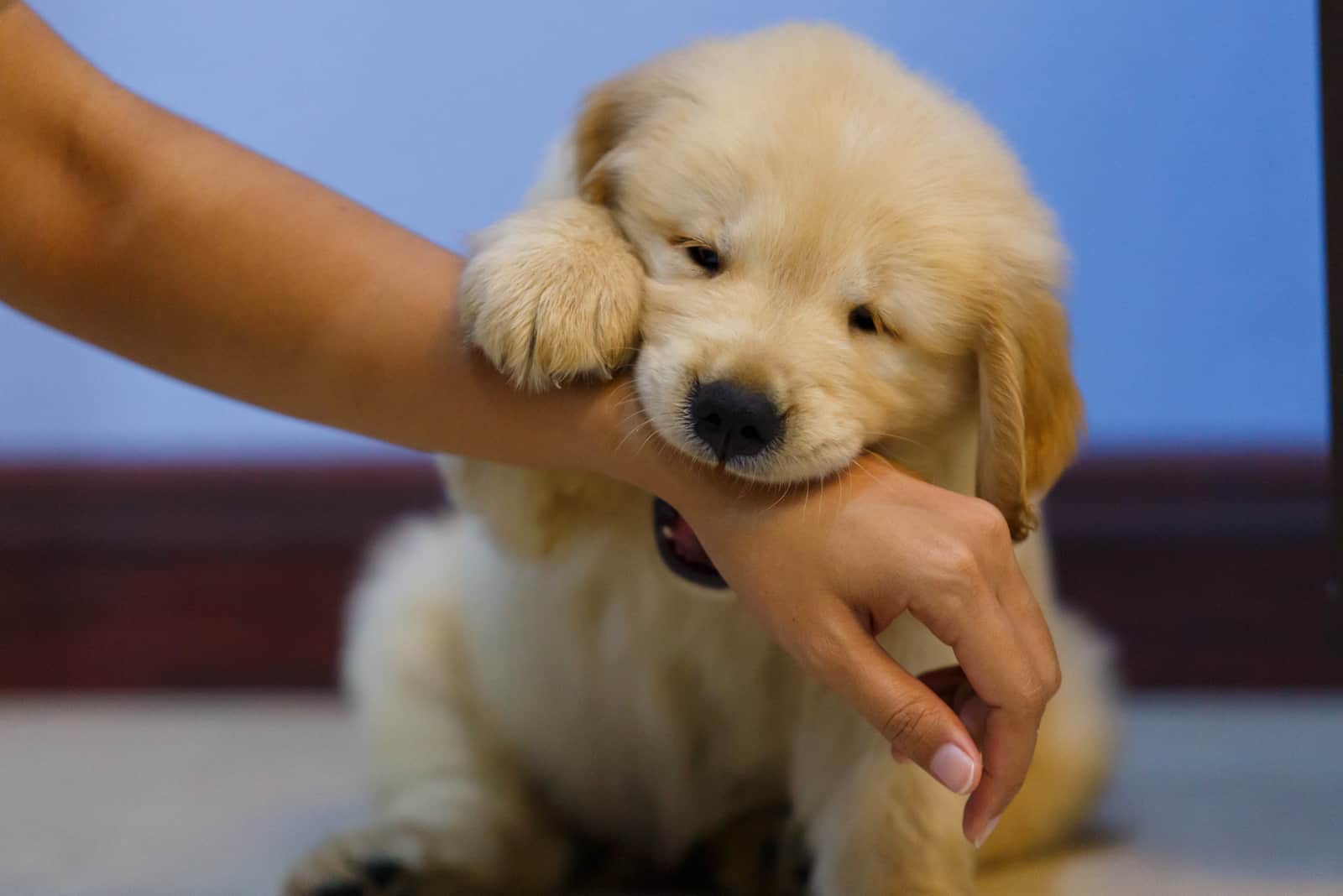 puppy biting new owner