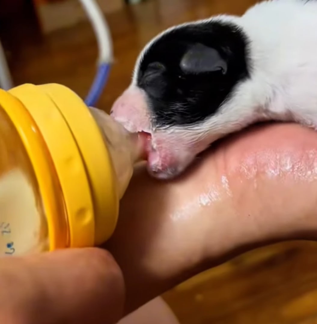 A family discovered a 1-week-old puppy lying in a pile of leaves and decided to help