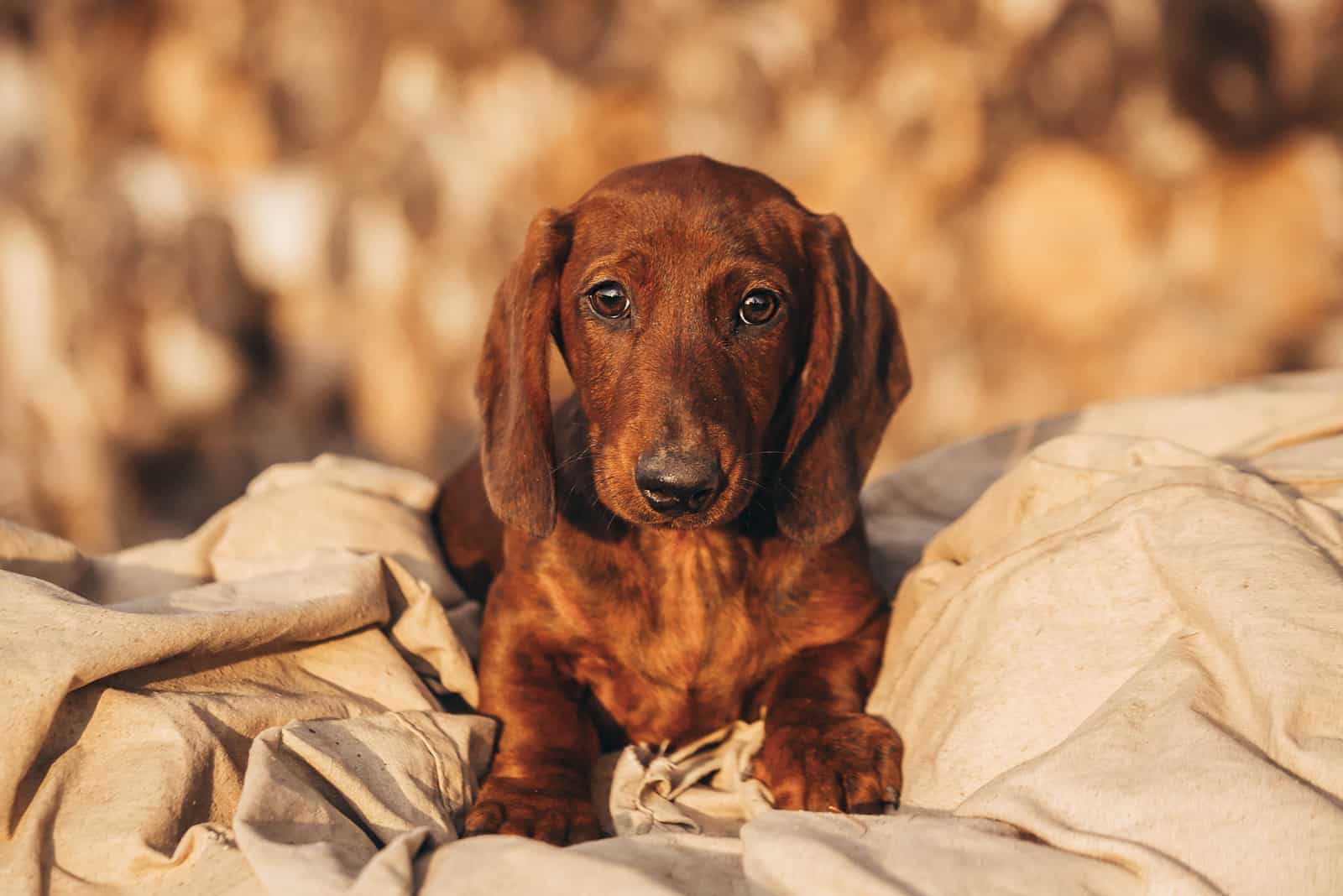 Puppy breed Dachshund lies