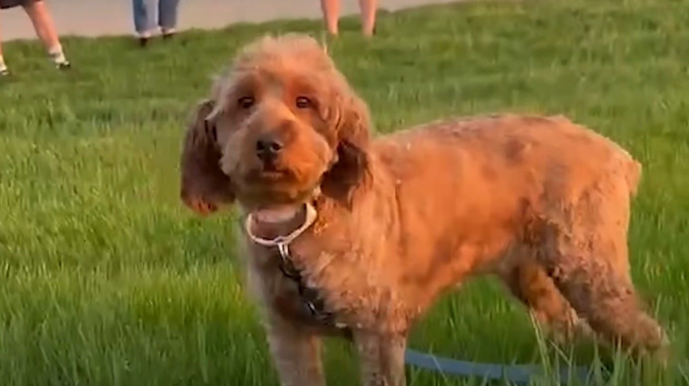 puppy called murph on grass