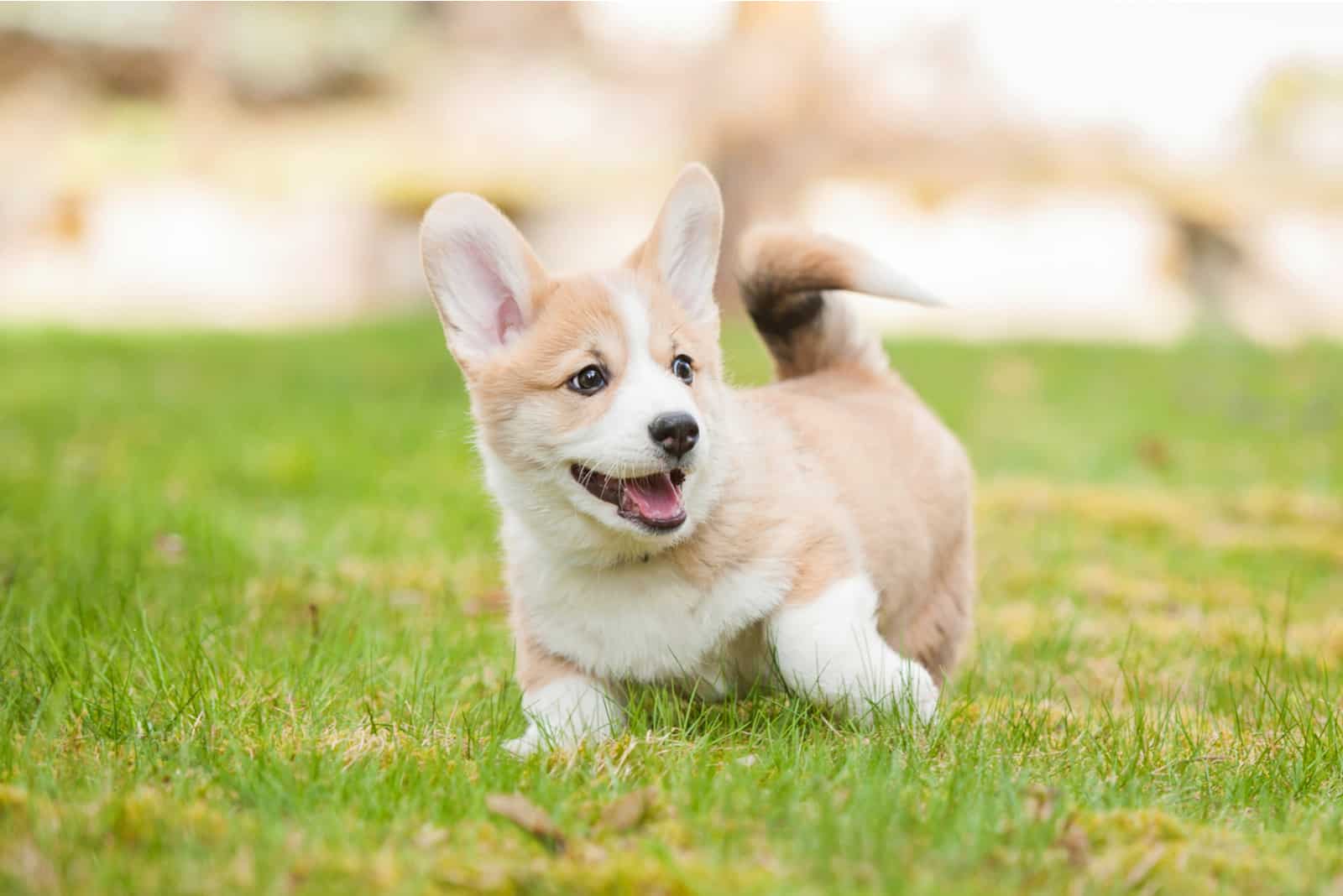 puppy corgias set grass