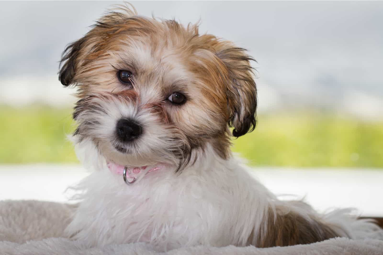 puppy dog cavachon lying outdoors