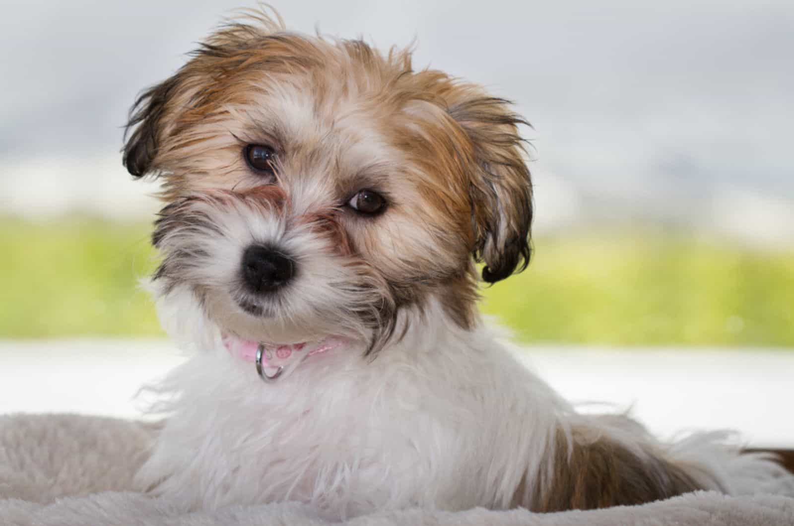 puppy dog cavachon