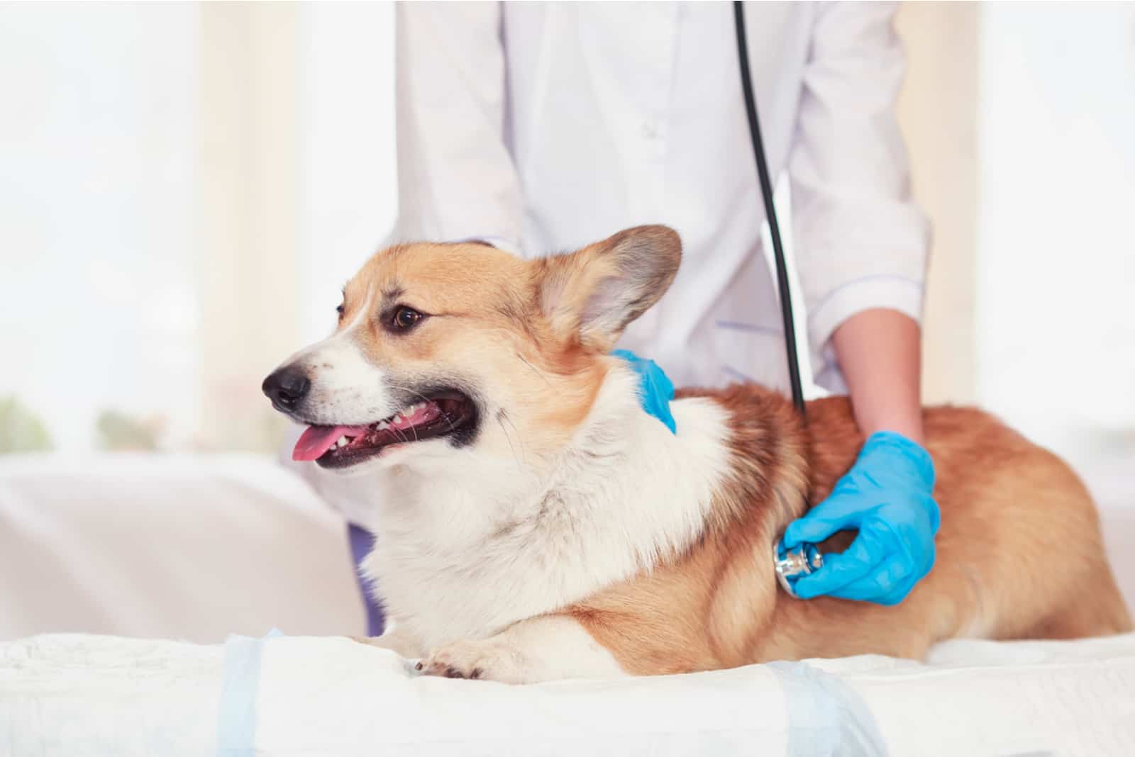 puppy dog Corgi vet by ordinary doctor