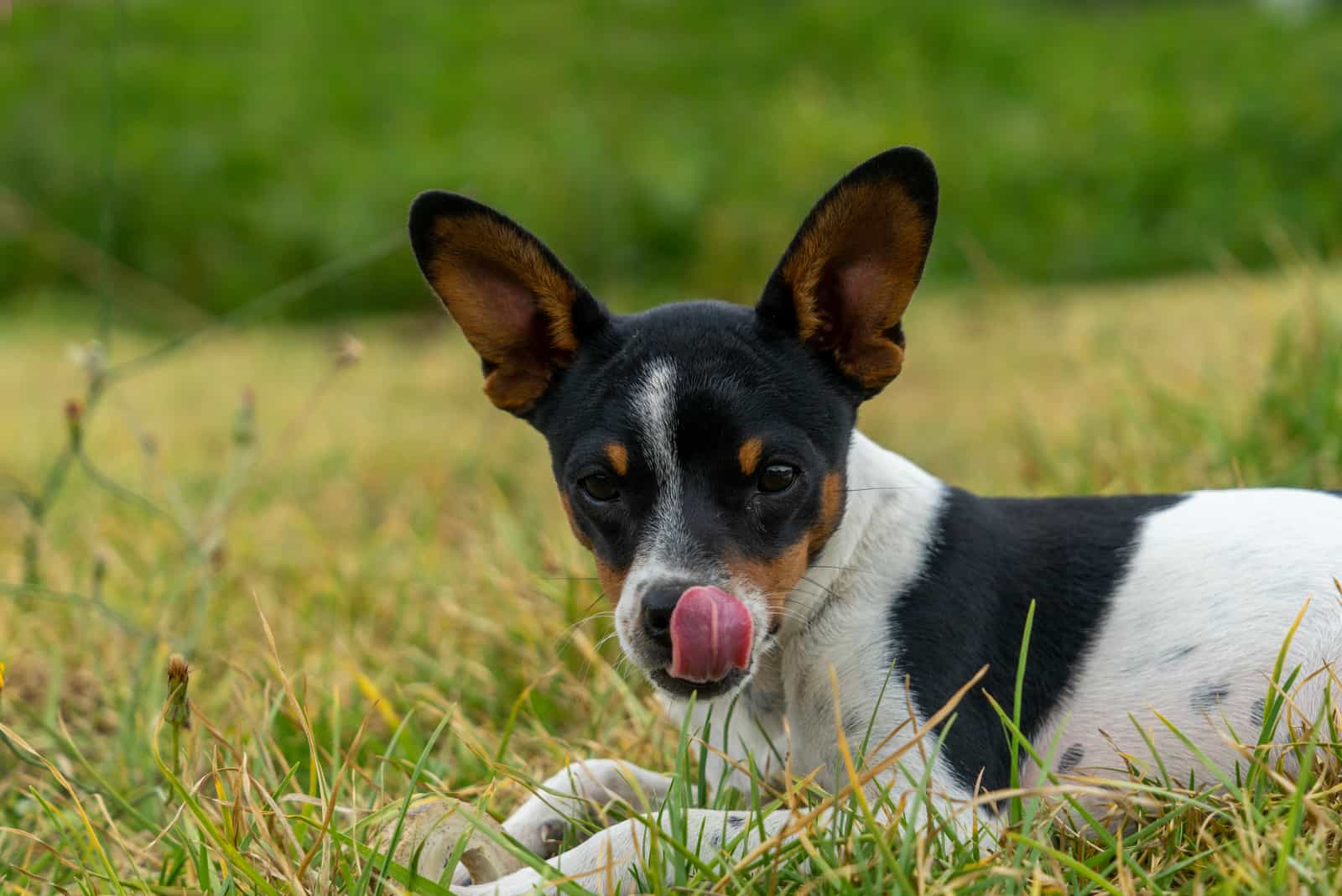 Puppy dog ​​licking nose