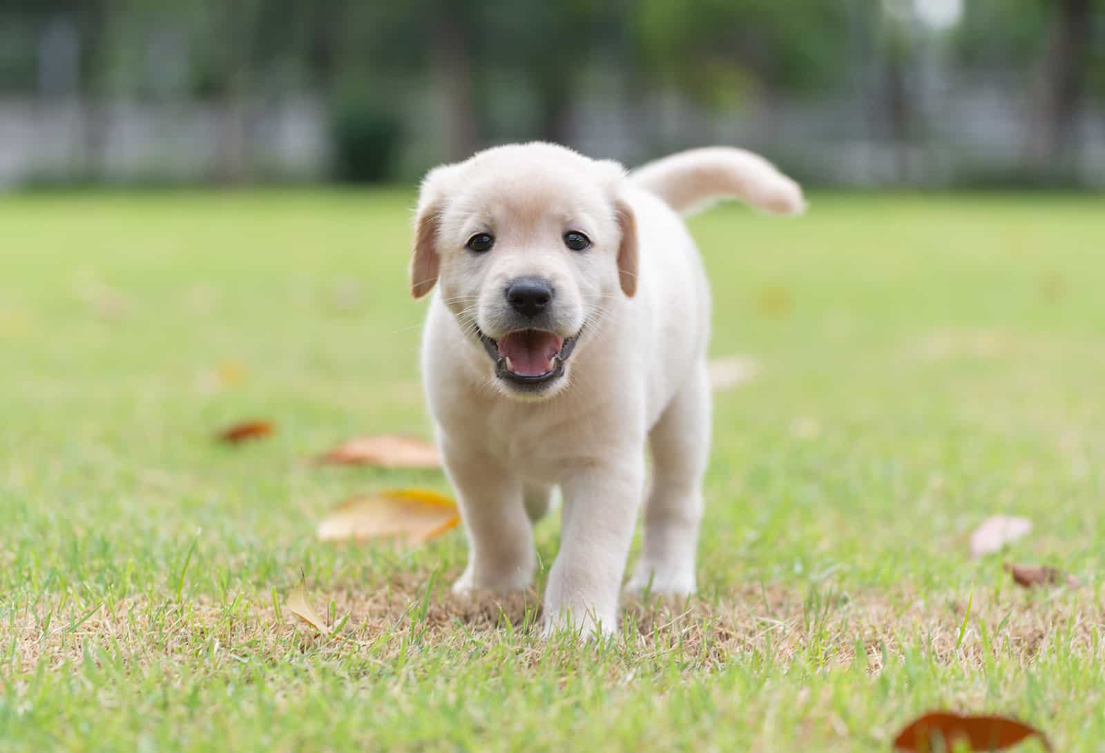 puppy dog golden retriever walking on playground