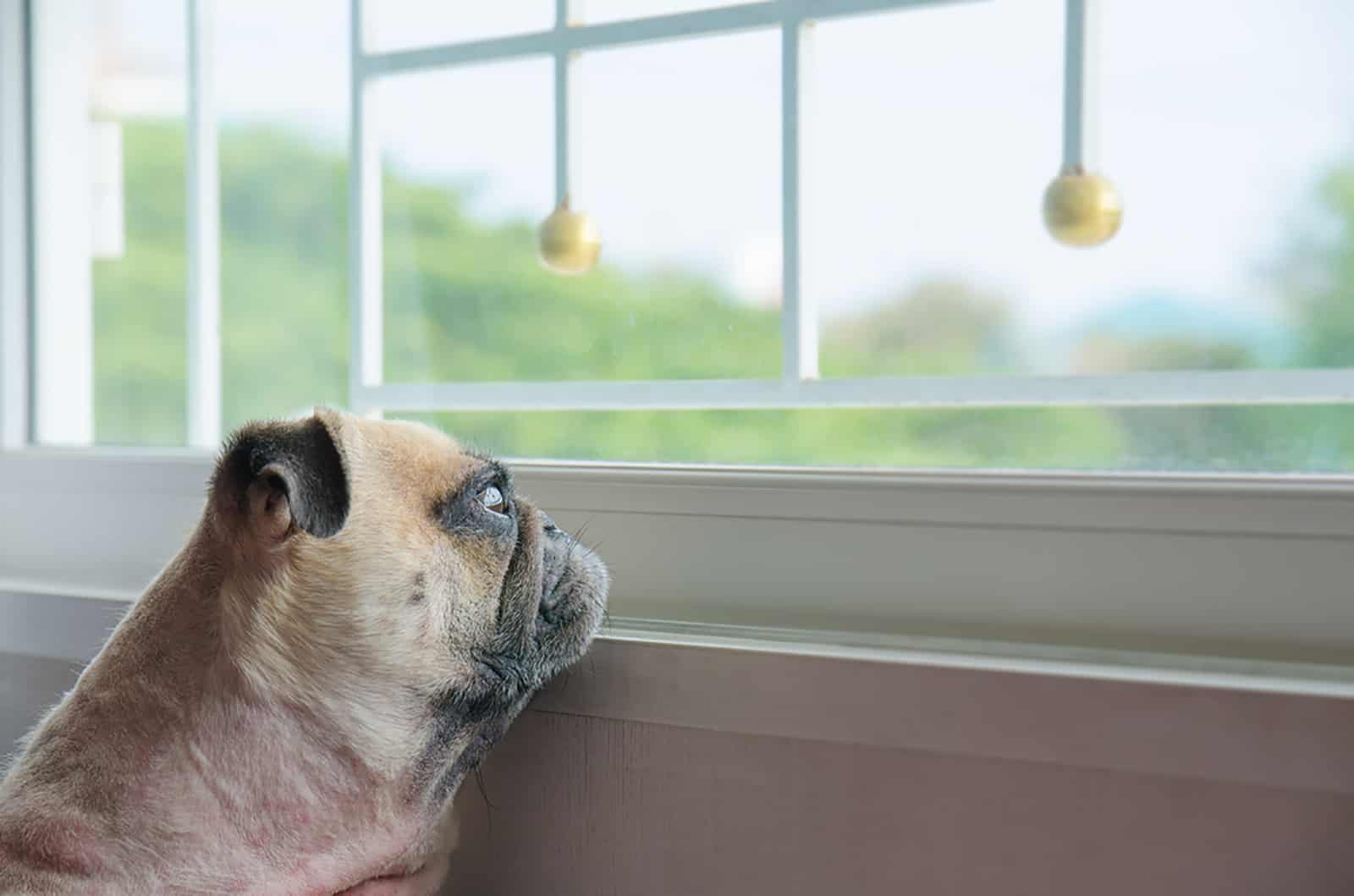 puppy dog looking out a window and waiting owner