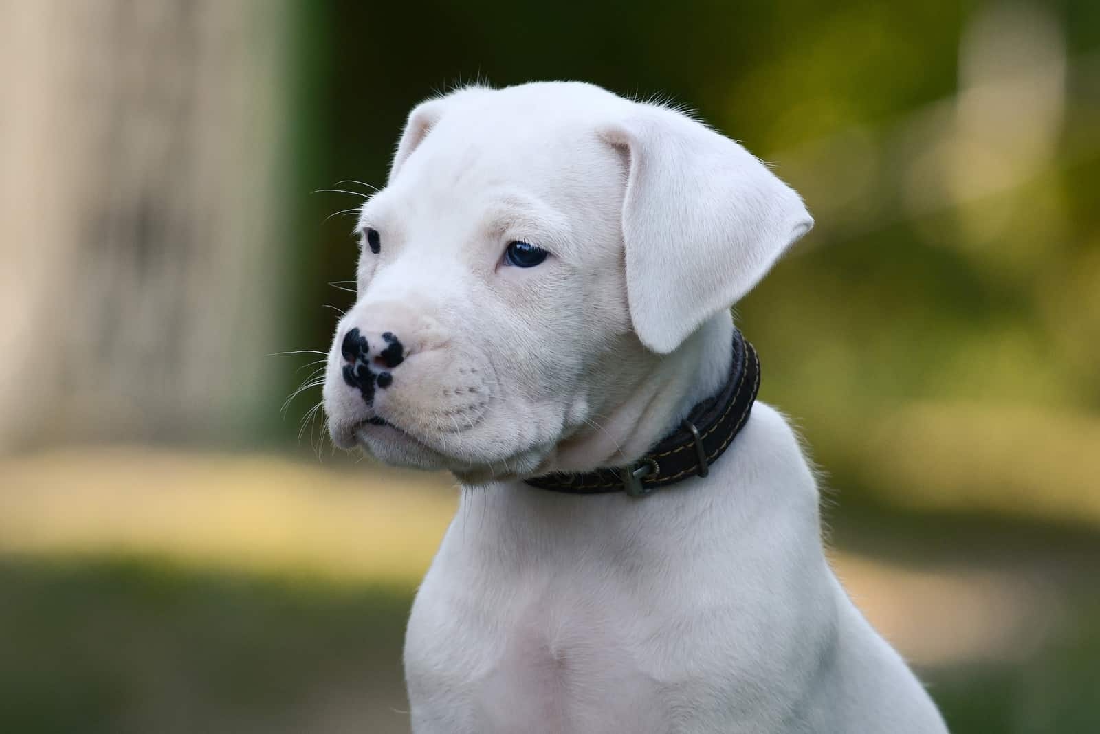 puppy Dogo Argentino on green background