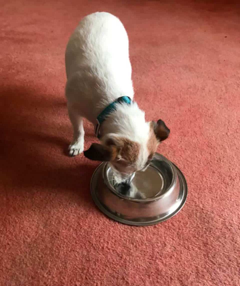 little rescue puppy drinking out of his bowl