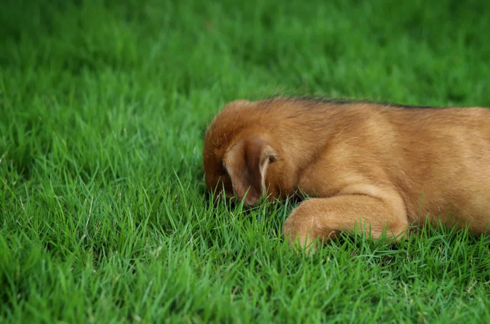 puppy eating grass