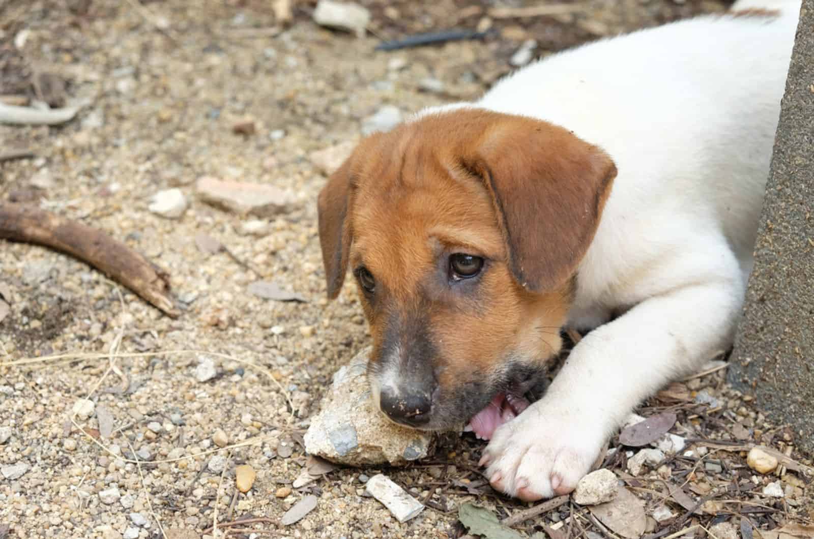 puppy eating rocks while exploring