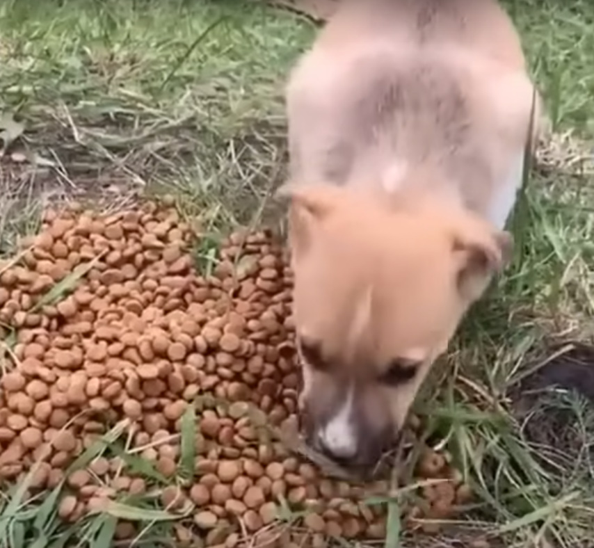 puppy eats