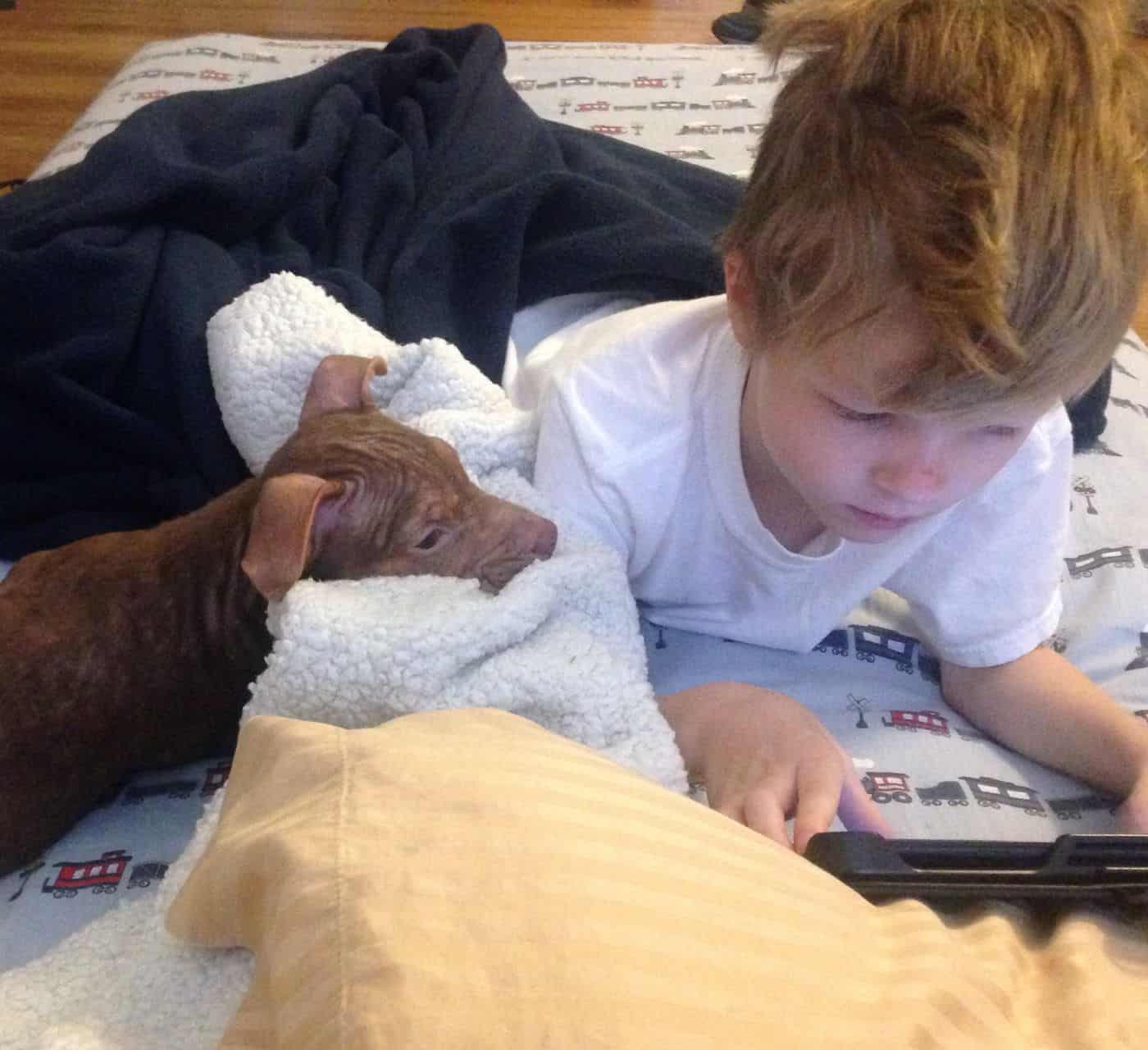 puppy enjoying with little boy