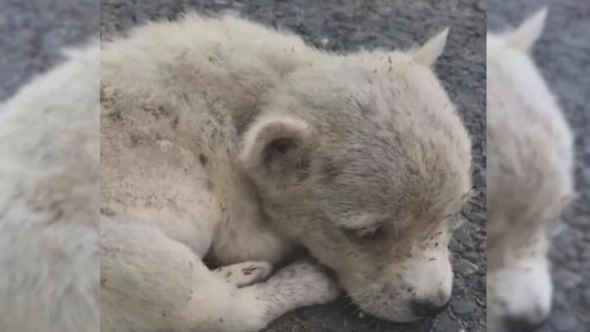 Pup That Was Abandoned In The Middle Of The Road Now Has A Home