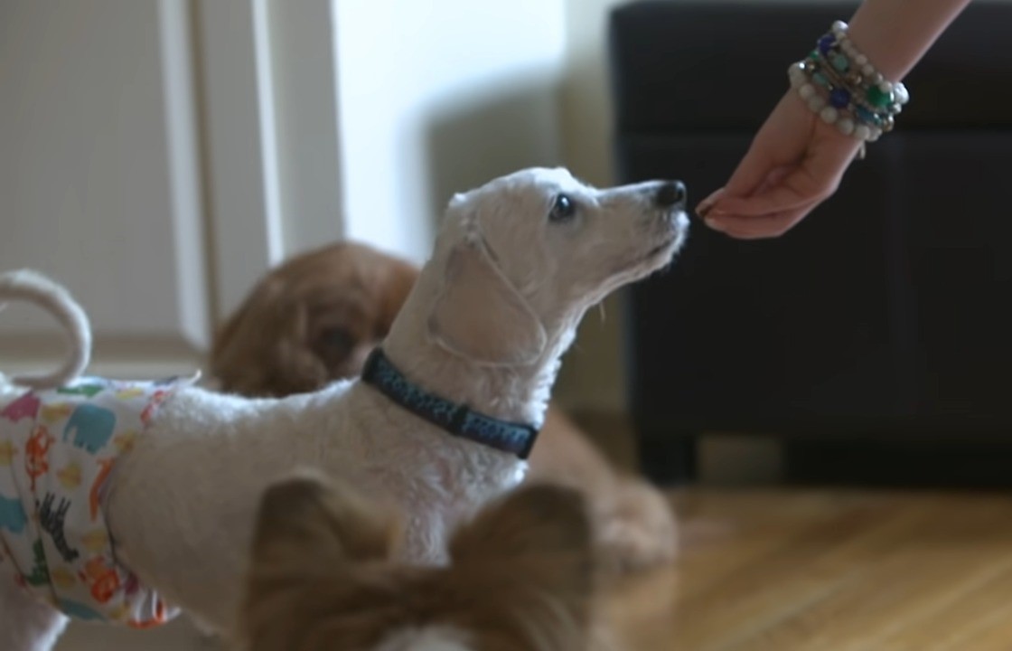 puppy getting a treat