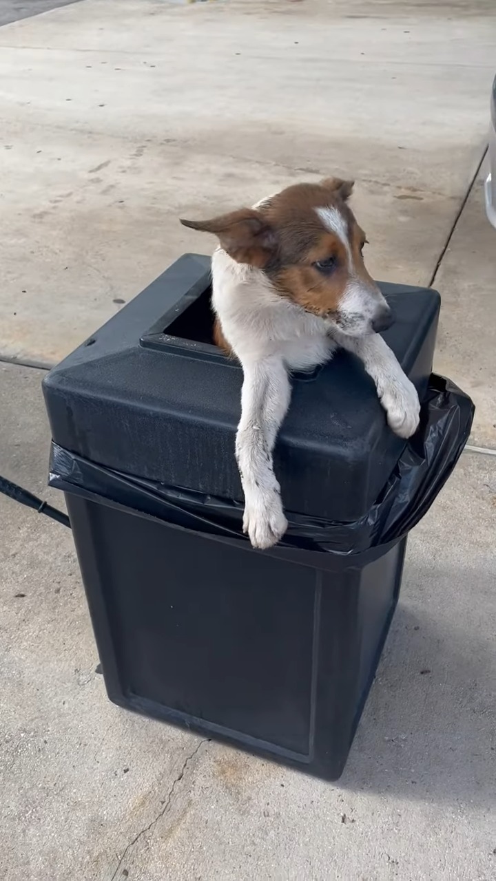 puppy in a black trash can