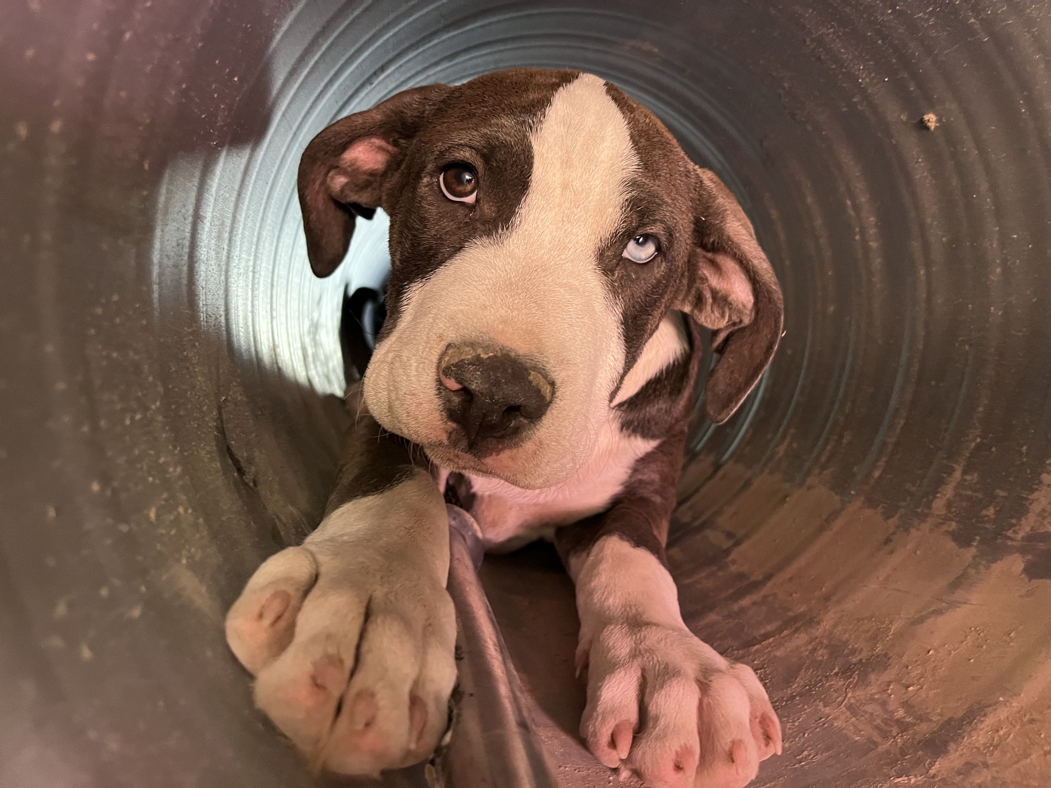 puppy in a construction tube