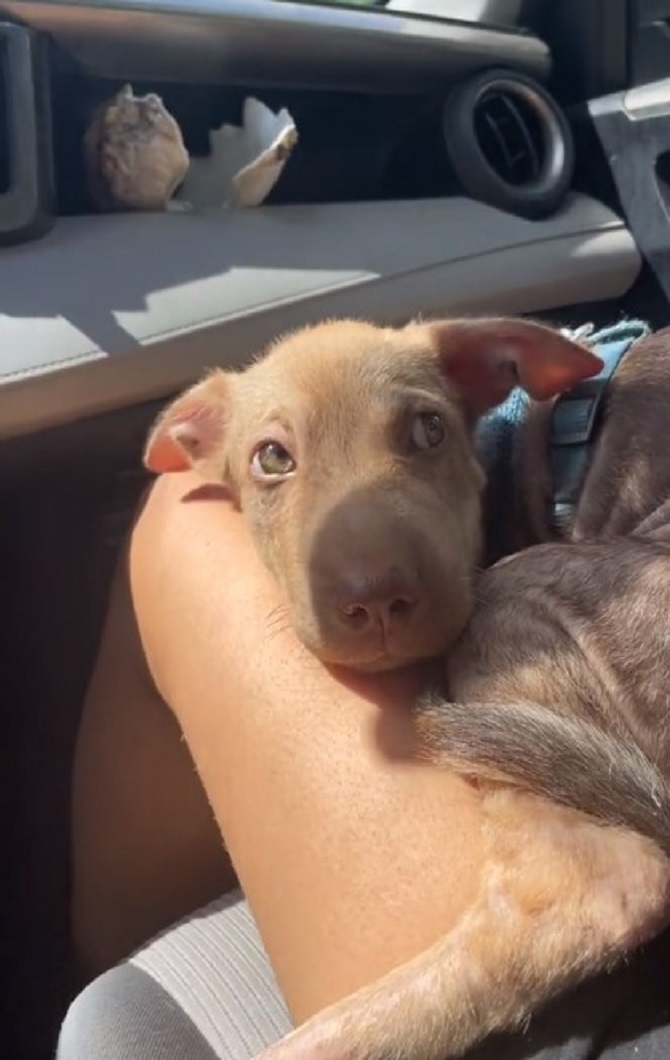 puppy in a lap