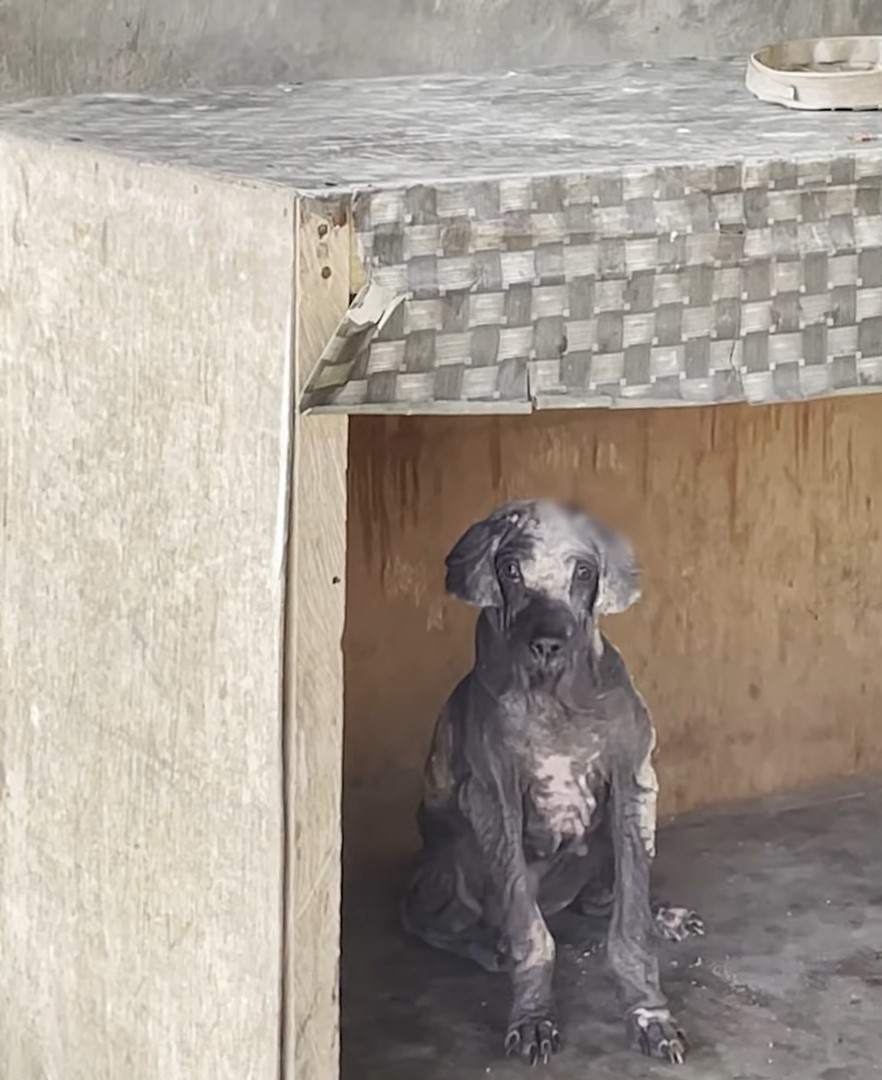 puppy in a shelter