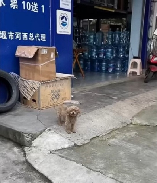 puppy in front of the store