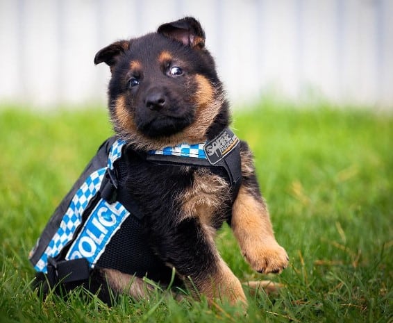 puppy in the police station in the garden