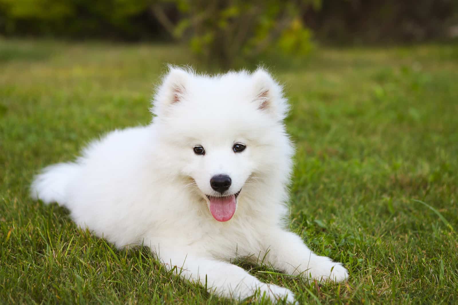 samoyed puppy in the summer garden