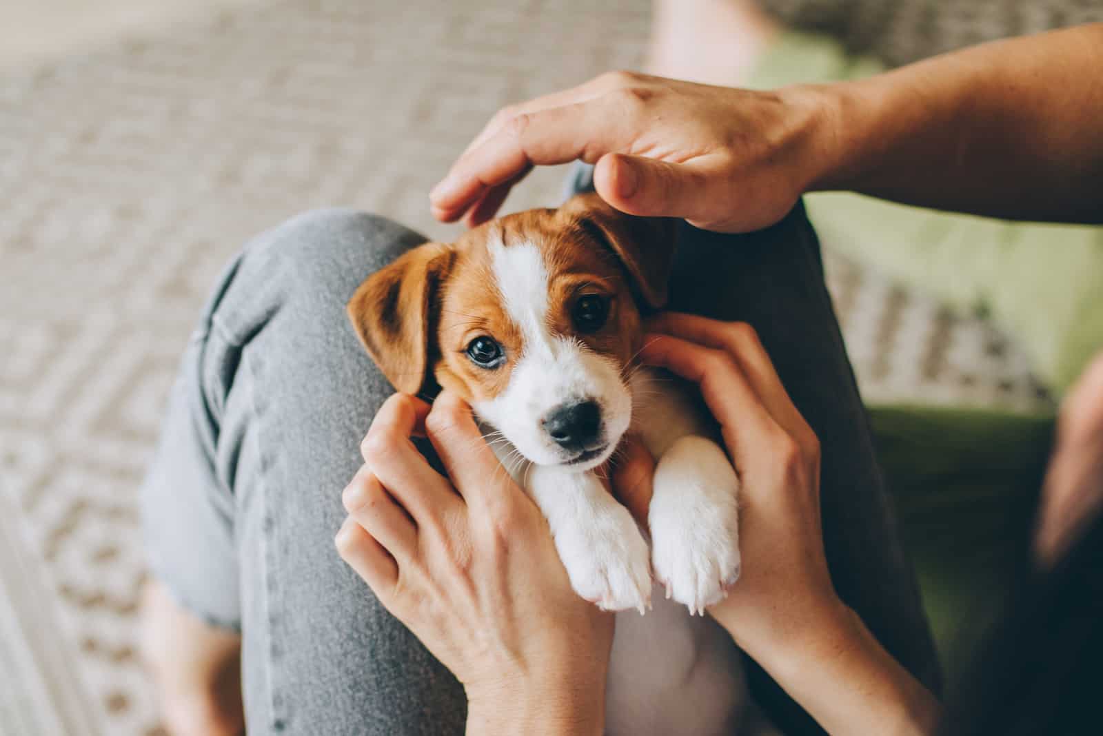 puppy Jack Russell Terrier in the owners hands