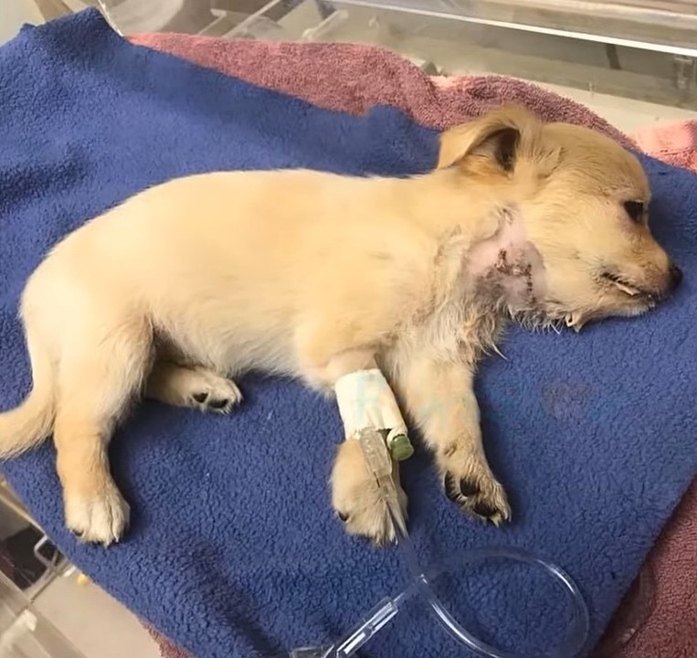 puppy laying on blue towel