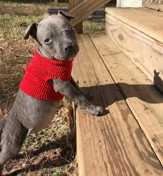 puppy leaning on wooden steps