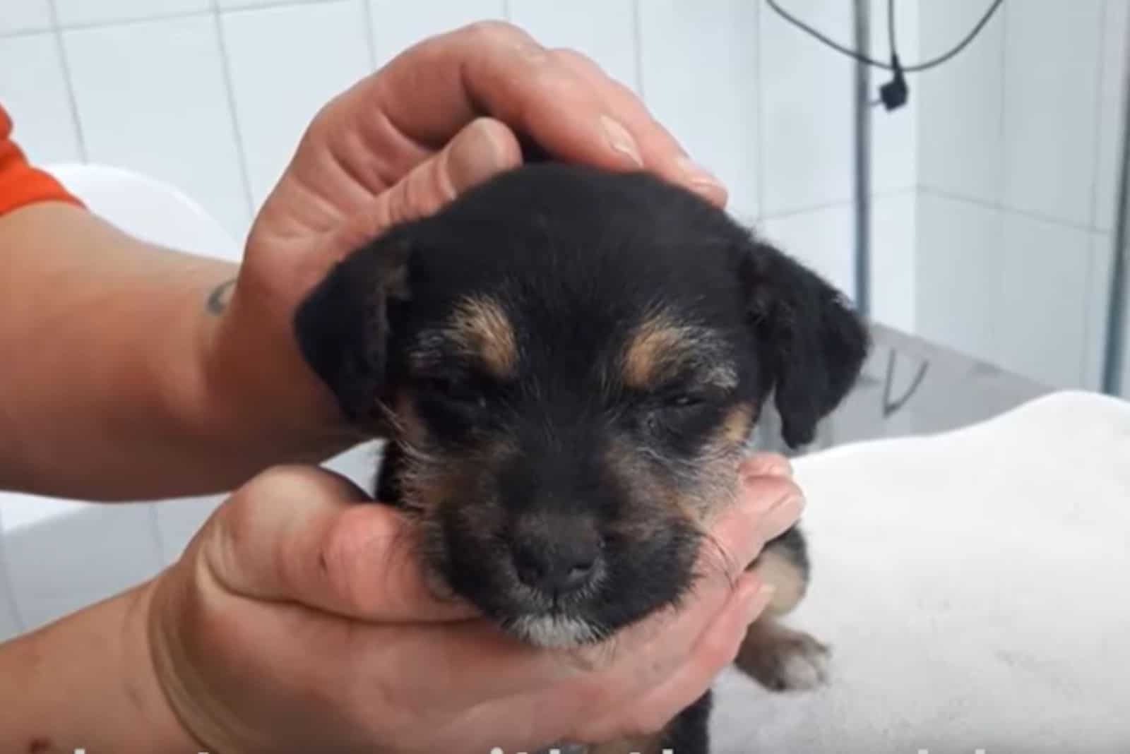 Puppy Found In Trash Transforms Into The Sweetest Princess