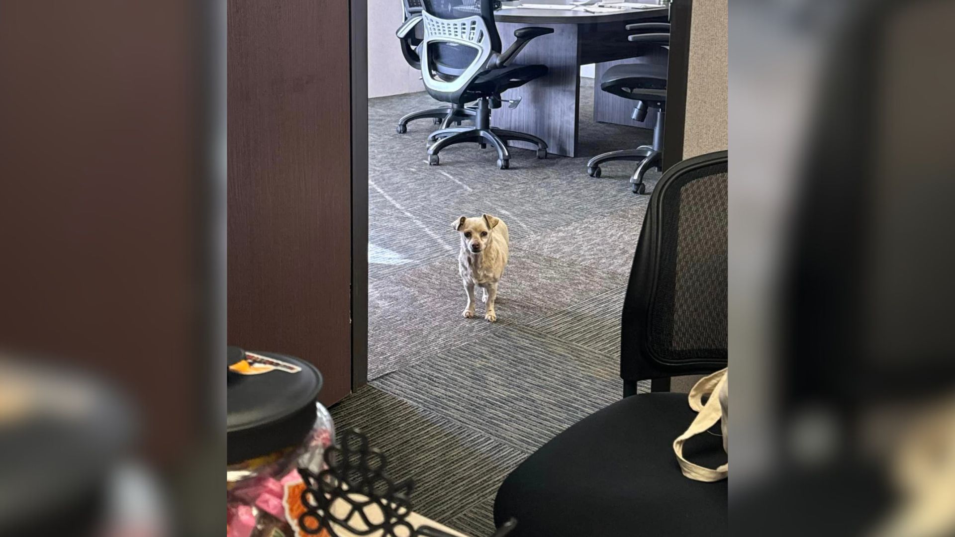 Puppy Left Near A Construction Site In A Desert Learns How To Love Again When She Meets Her Rescuer